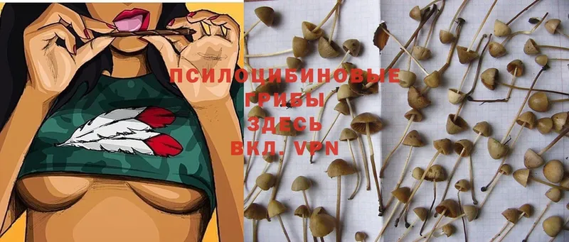 ссылка на мегу ССЫЛКА  Касли  Псилоцибиновые грибы Magic Shrooms 